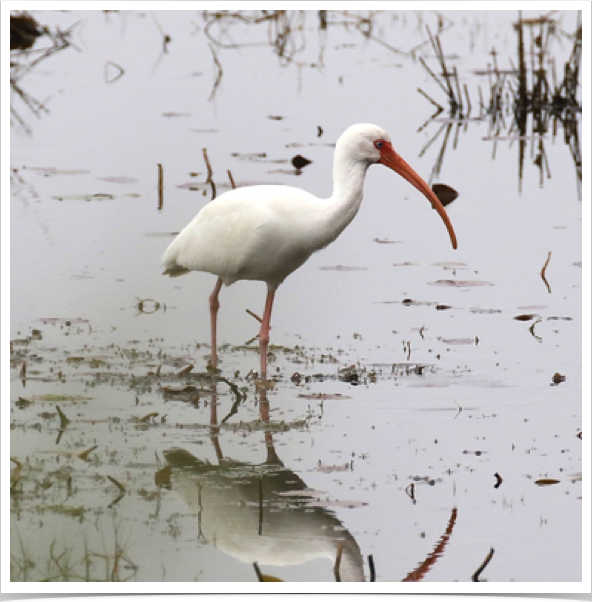 White Ibis